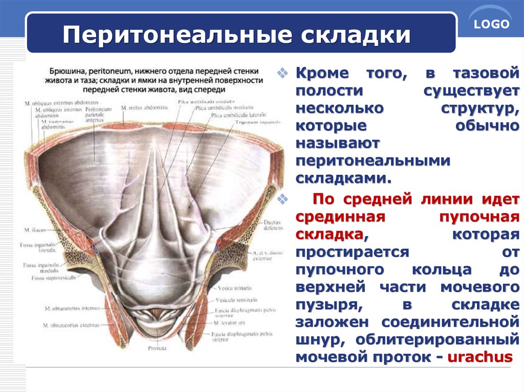 Большая и малая складка брюшины 7 букв