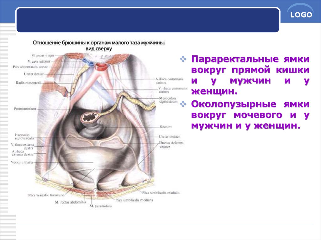 Схема хода брюшины в полости женского и мужского малого таза сагиттальный разрез