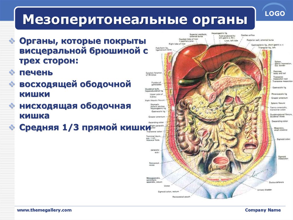 Органы брюшной полости лечение