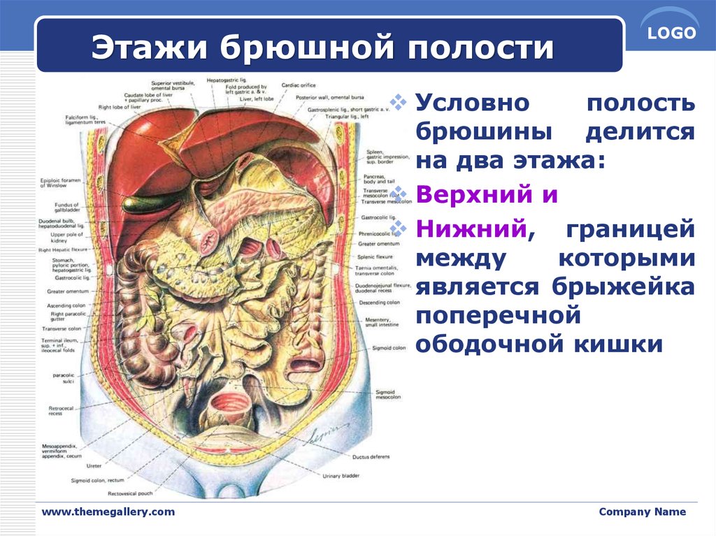 Какие органы в брюшной полости человека. Строение брюшины и брюшной полости. Границы верхнего этажа полости брюшины.