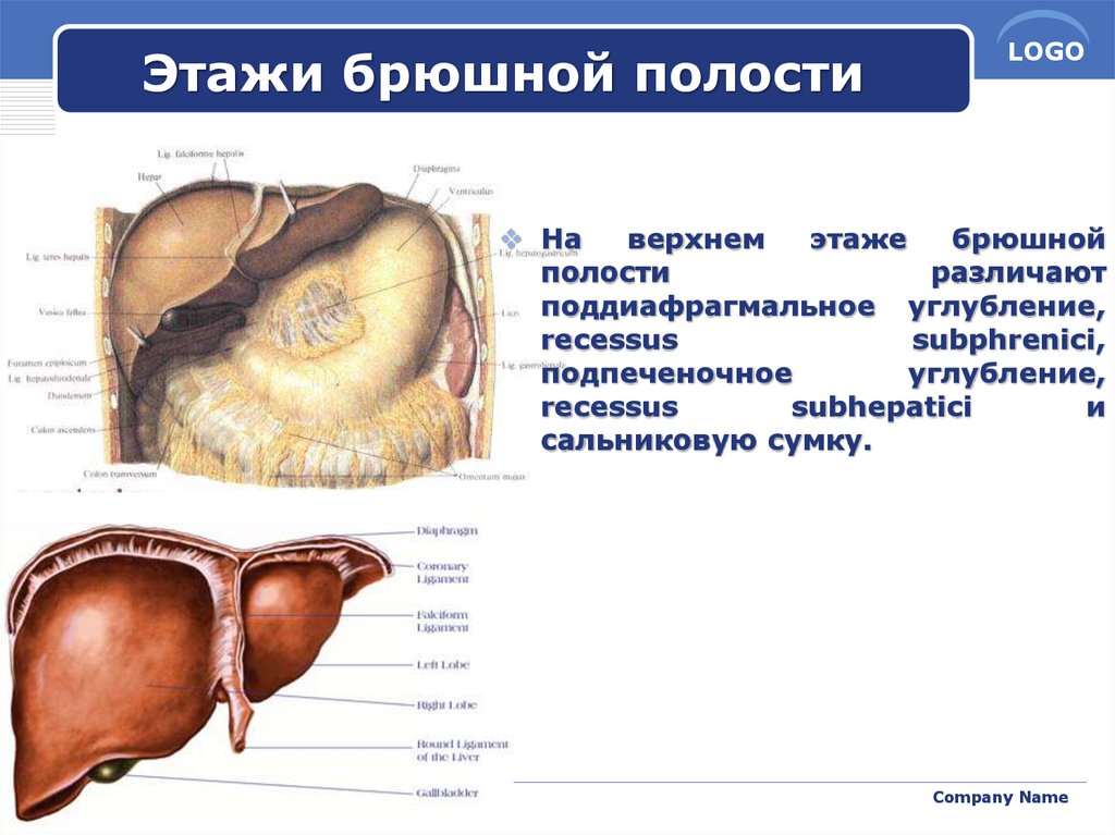 Этажи полости