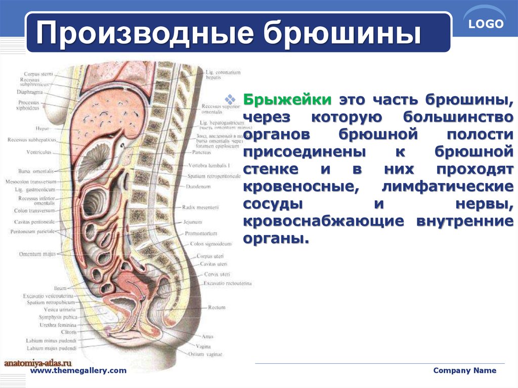 Брюшина на латинском. Париетальный листок брюшины. Задний листок париетальной брюшины. Париетальный и висцеральный листки брюшины.