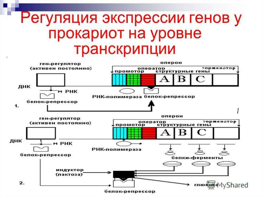 Уровень транскрипции. Регуляция экспрессии генов у прокариот. Схема регуляции транскрипции и трансляции. Регуляция экспрессии генов у эукариот. Схема лактозного оперона у прокариот.