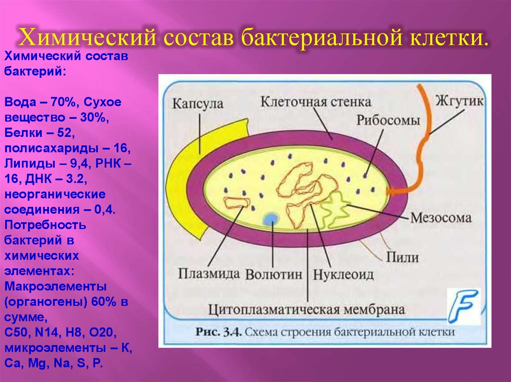 Рнк бактерии. Строение и физиология бактериальной клетки. Химическая структура бактериальной клетки. Химический состав клетки бактерии. Химическое строение бактерий.