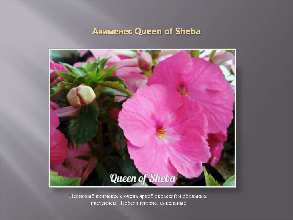 Ахименес Queen of Sheba