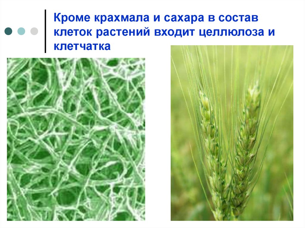 Строение растительной клетчатки. Целлюлоза в растениях. Клетчатка это в биологии. Клетчатка в растениях. Целлюлоза в растениях травянистых.