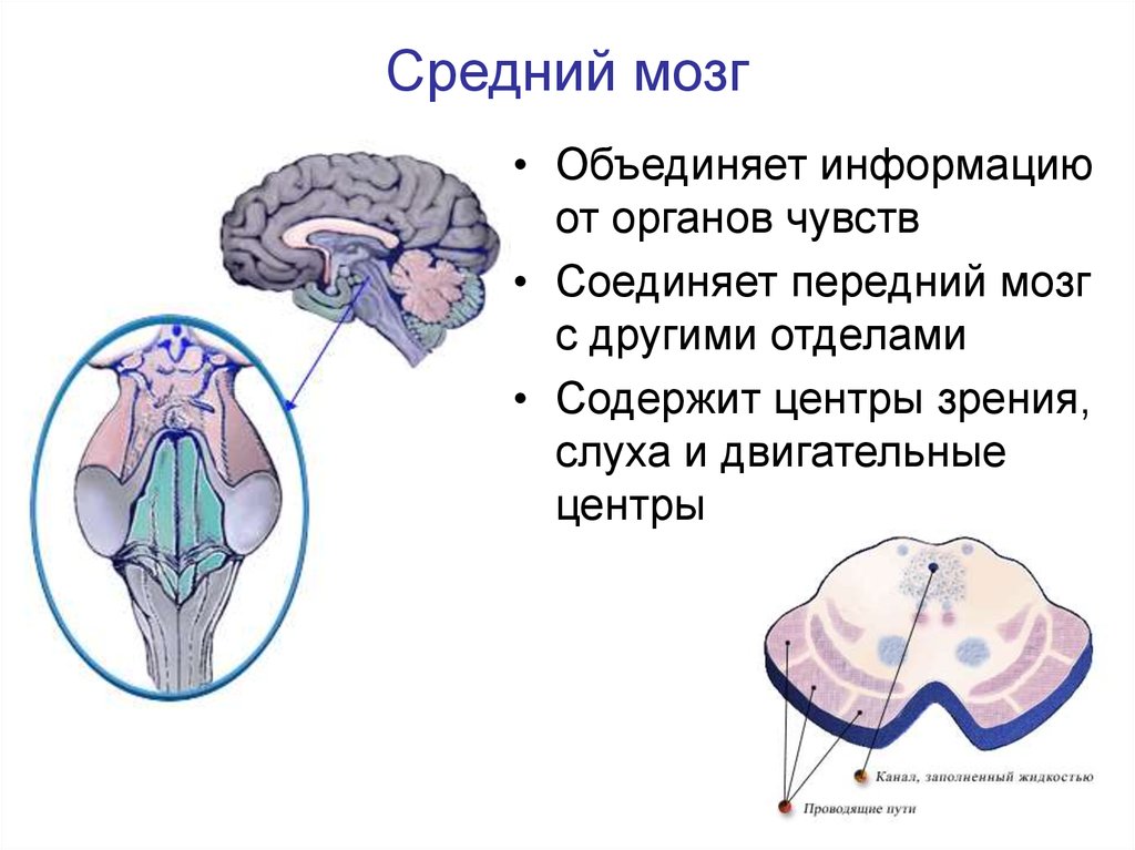 Строение среднего мозга в головном мозге. Основные структуры среднего мозга. Функция среднего мозга у млекопитающих. Средний мозг анатомия строение. Средни1 мозг строение.