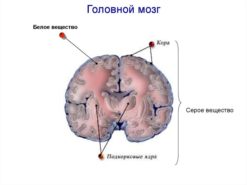 Серый мозг латынь. Головной мозг строение серое и белое вещество. Серое вещество переднего отдела головного мозга функции. Строение мозга серое и белое вещество. Белое вещество головного МО.