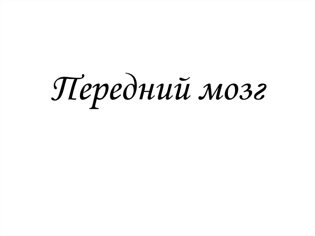 Передний мозг