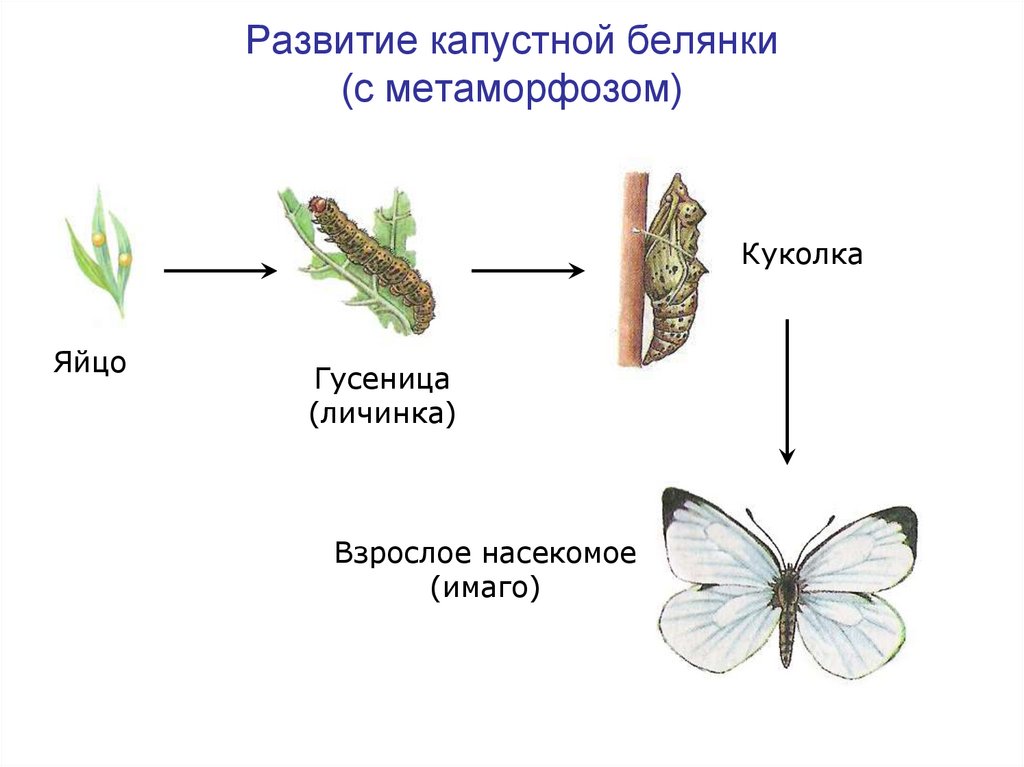 Какую функцию выполняют трахеи у капустной белянки. Развитие капустной белянки. Жизненный цикл бабочки капустницы. Цикл развития капустной белянки. Стадии развития бабочки капустницы.
