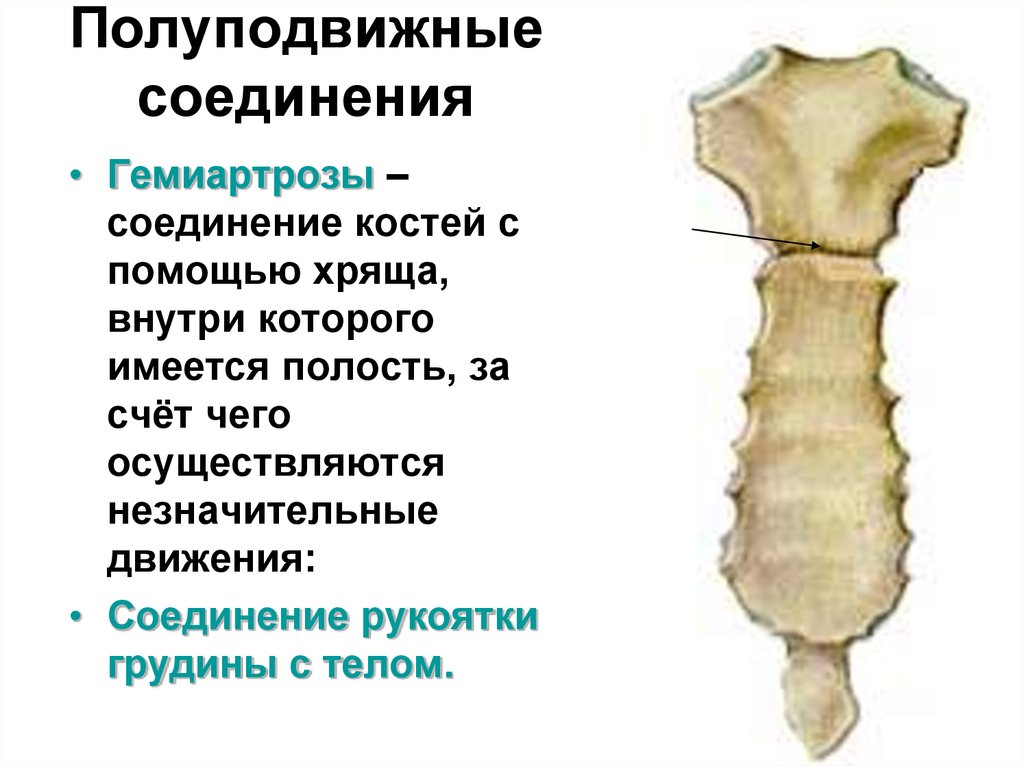Полуподвижные кости пример. Полуподвижные соединения кости. Гемиартрозы соединение костей. Полуподвижные соединения костей. Соединение рукоятки грудины.