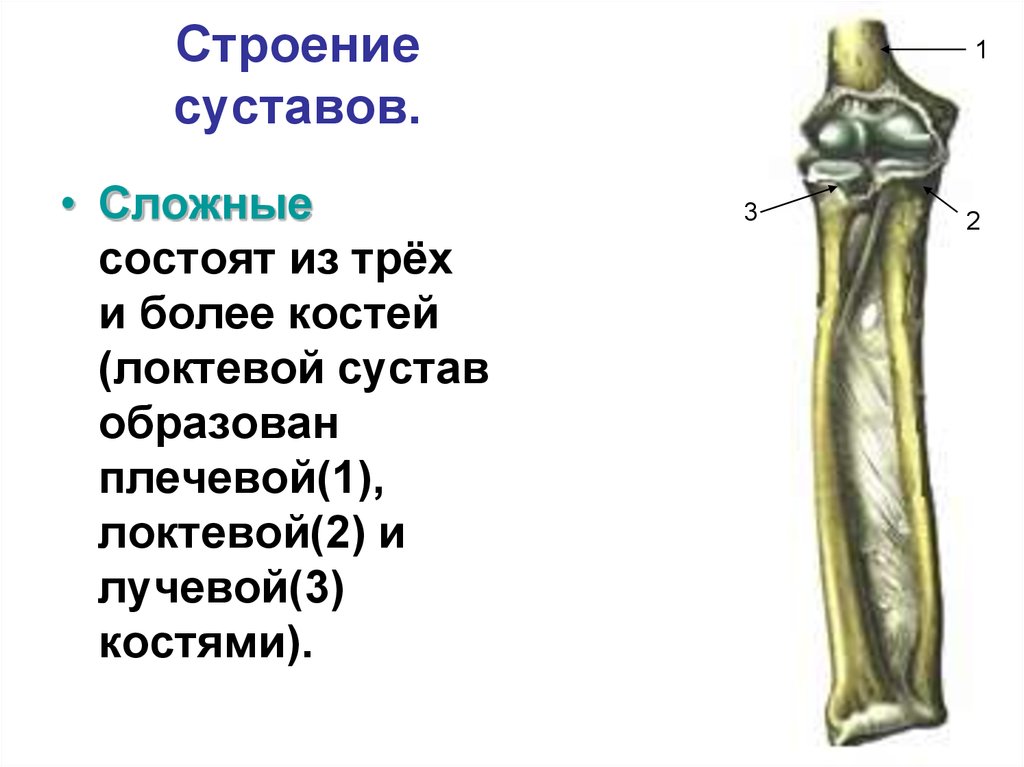 Соединения локтевой кости. Локтевой сустав анатомия кость. Сустав между локтевой и лучевой кости. Локтевой сустав строение анатомия костей. Дистальный лучелоктевой сустав.