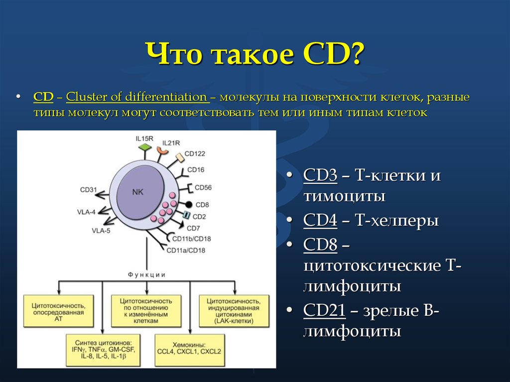 Действия лимфоцитов. CD 4 иммунология. Лимфоциты хелперы киллеры супрессоры. Маркер клеток cd8. Cd4 cd8 иммунология.