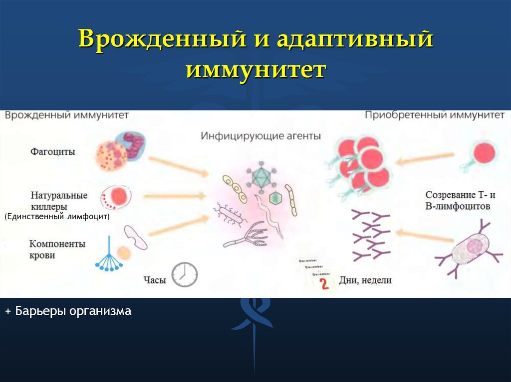 Иммунный читать. Схема иммунного ответа врожденного и приобретенного иммунитета. Механизм врожденного иммунитета схема. Приобретенный иммунитет схема иммунного ответа. Схема иммунитет врожденный и адаптивный.