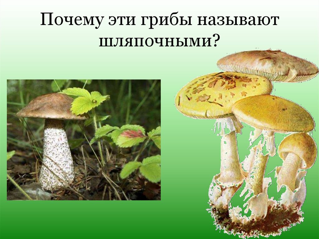 Шляпочный гриб и дерево. Среда обитания шляпочных грибов. Интересные Шляпочные грибы. Местообитание шляпочных грибов. Шляпочные грибы среда обитания.
