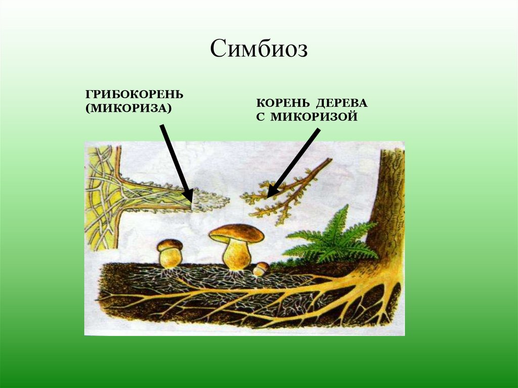 Шляпочный гриб и дерево. Лишайник микориза симбиоз. Микориза это симбиоз. Грибокорень. Микориза грибокорень.