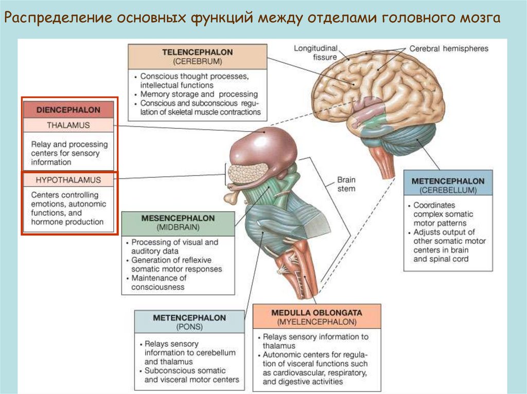 Используя обозначения рисунка заполните таблицу отделы головного мозга