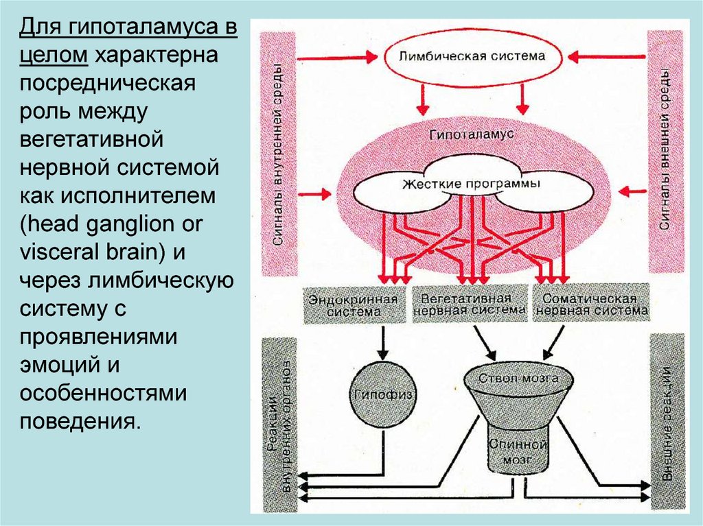 Регуляция вегетативной нервной системой гипоталамусом схема