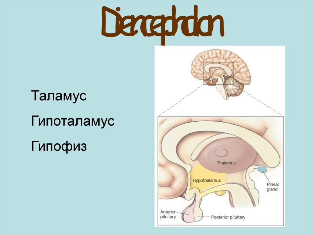 Гипофиз эпифиз гипоталамус картинки