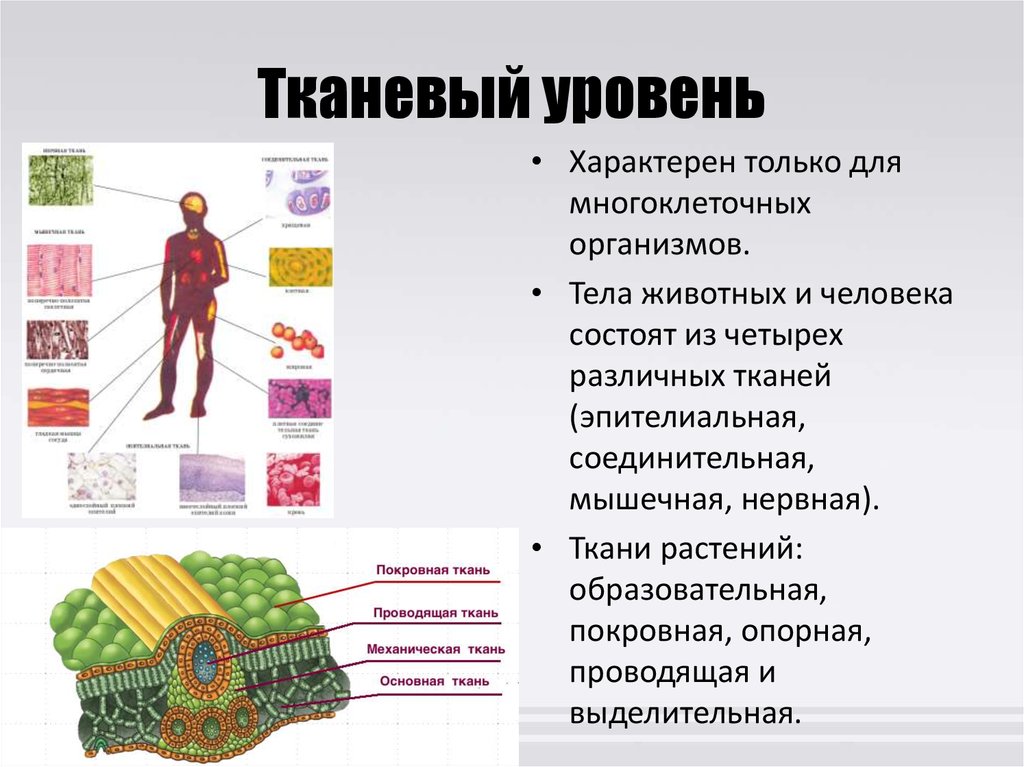 Тканевый уровень организации человека. Уровни организации живой материи тканевый уровень. Клеточный и тканевой уровень организации человека. Тканево органный уровень организации живой материи.