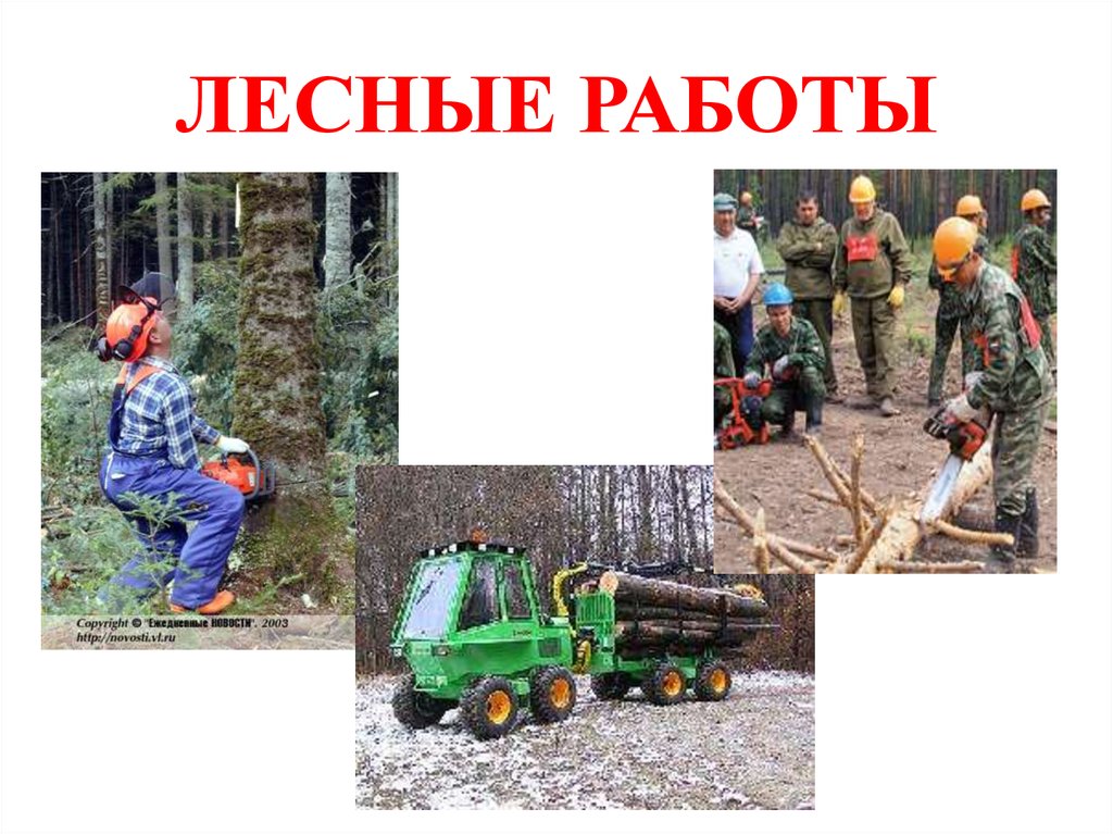 Вакансии лесной. Вакансия работа в Лесной сфере.