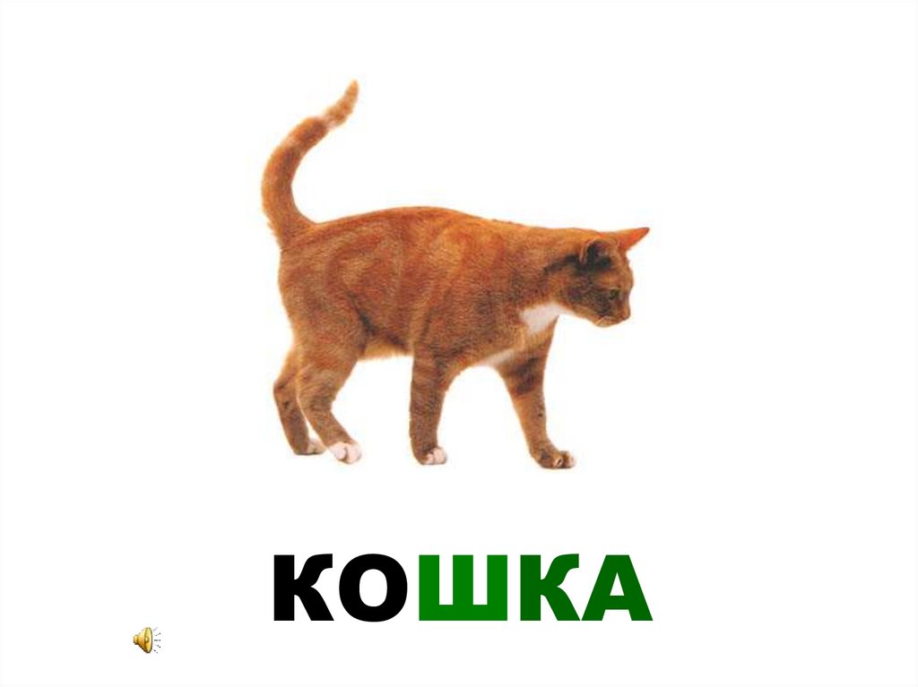 КОШКА