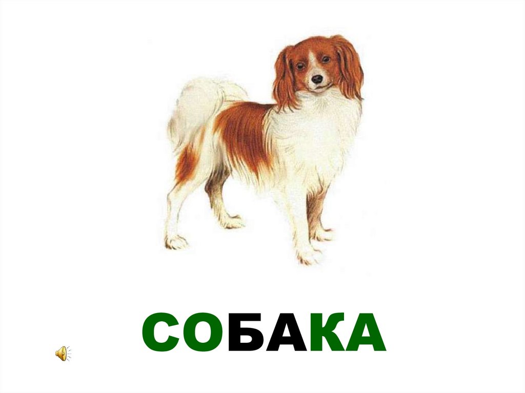 СОБАКА