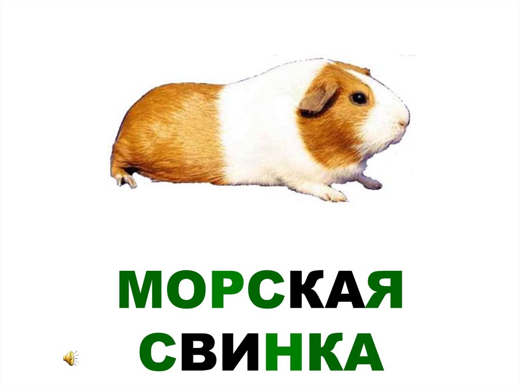 МОРСКАЯ СВИНКА