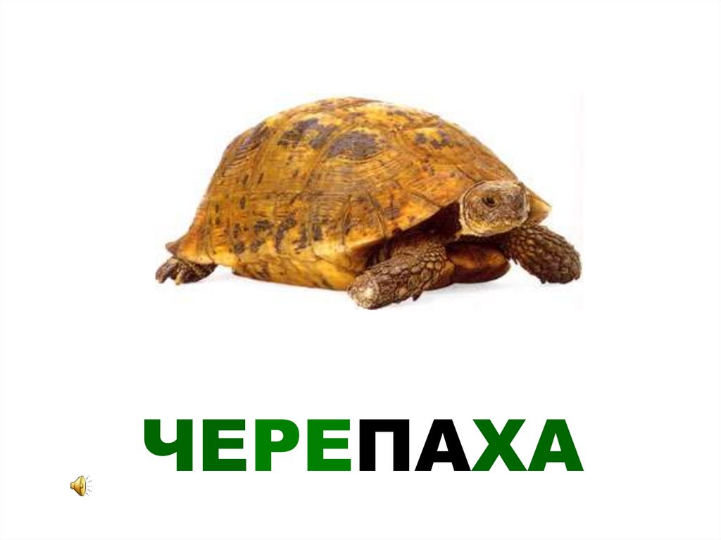 ЧЕРЕПАХА