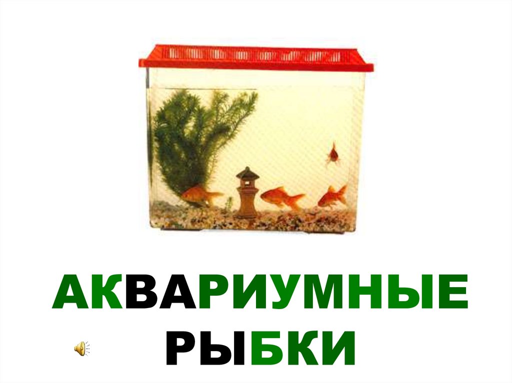 АКВАРИУМНЫЕ РЫБКИ