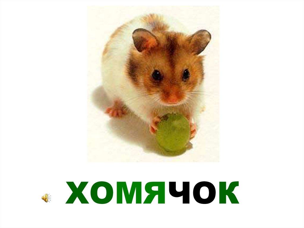 ХОМЯЧОК