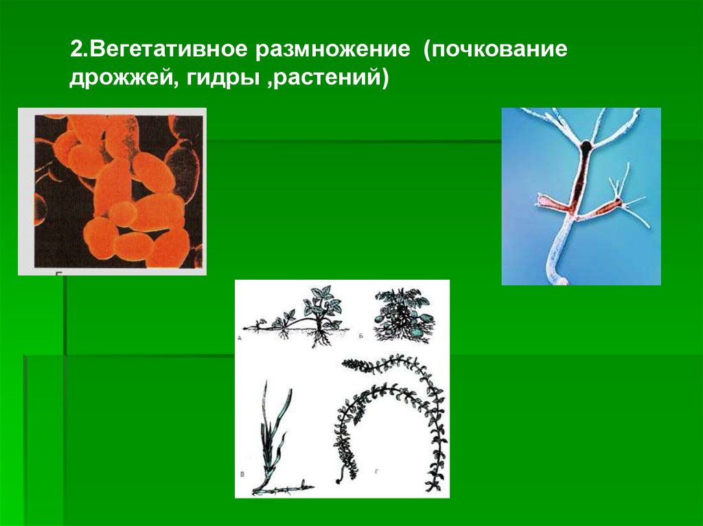 Какое животное размножается почкованием. Вегетативное почкование. Вегетативное размножение почкование. Вегетативное размножение растений почкованием. Вегетативное размножение гидры.