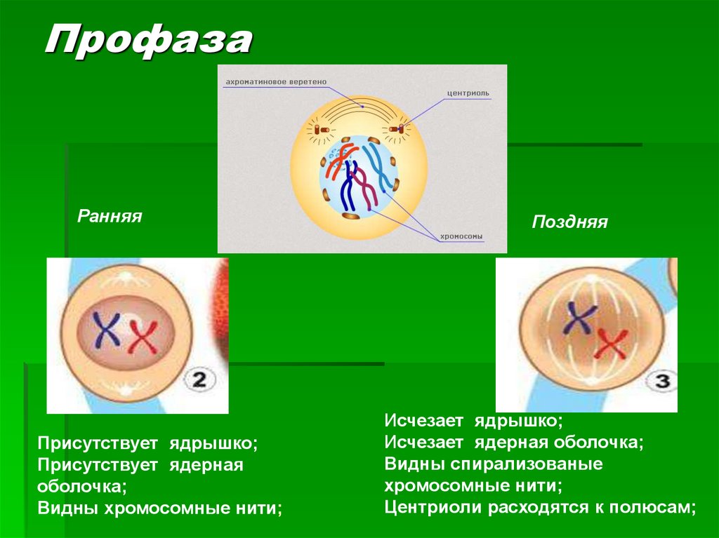 Презентация на тему митоз