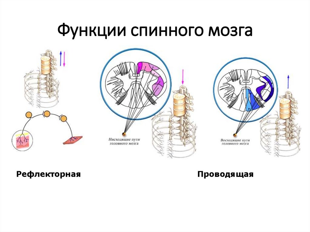 Схема функции спинного мозга