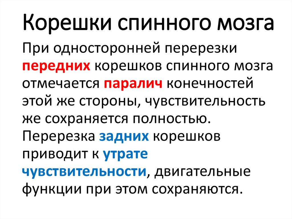 Корешки спинного мозга