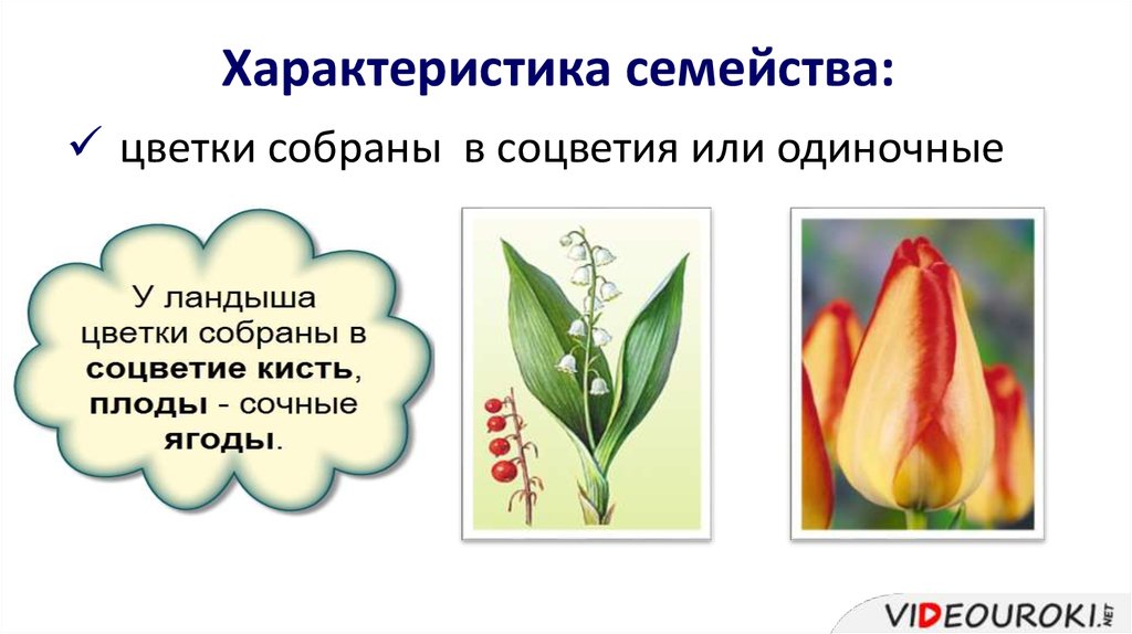 Общие признаки лилейных растений. Семейство Лилейные строение цветка. Формула цветка семейства Лилейные. Цветки одиночные или собраны в соцветия. Однодольные Лилейные представители.