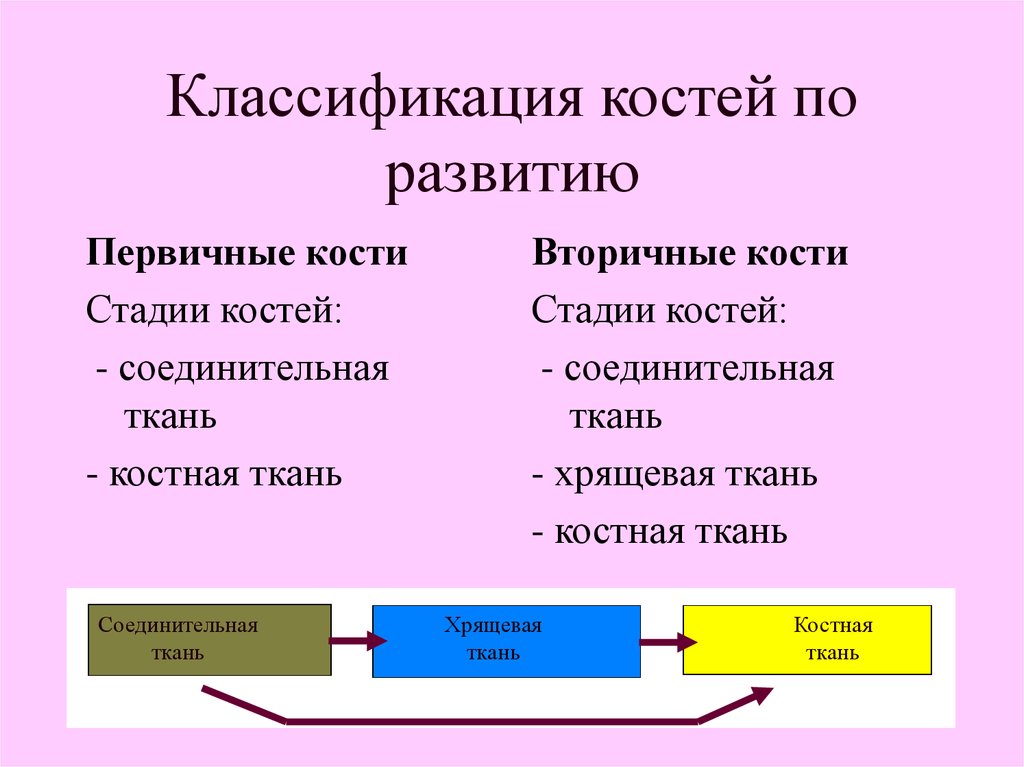 Развитие костей