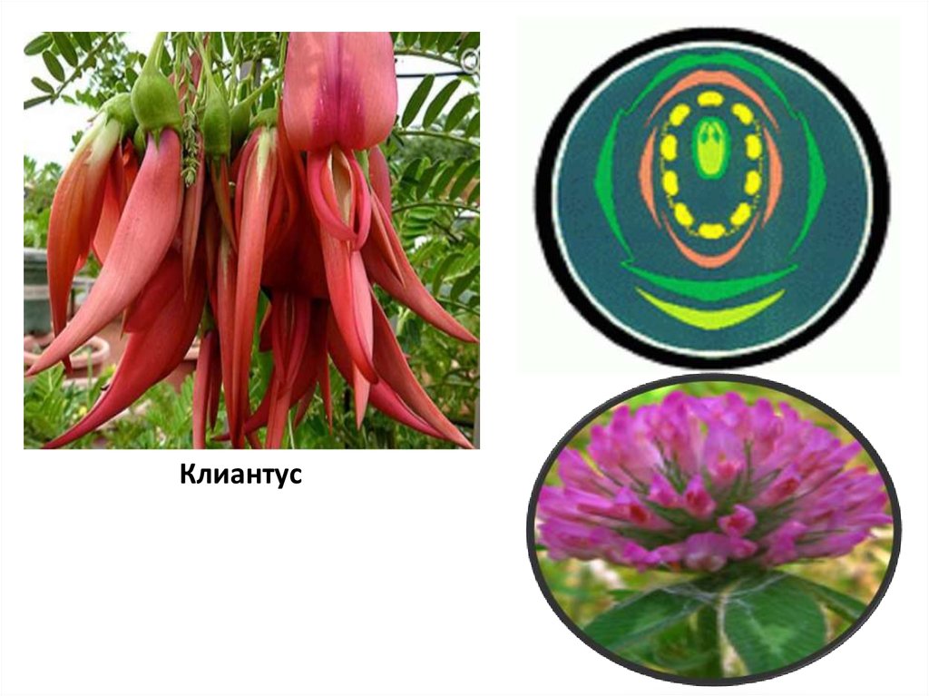 Семейство бобовые 4 буквы. Семейство бобовые. Семейство бобовые (Fabaceae) приуроченность к экологическим условиям.