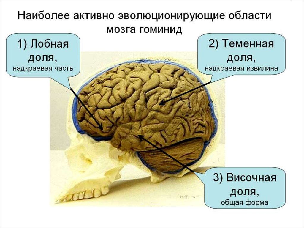 Эволюция размера мозга. Эволюция головного мозга человека. Мозг обезьяны строение. Надкраевая извилина теменной доли.