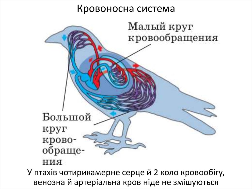 Процесс кровообращения птиц. Схема малого круга кровообращения у птиц. Строение малого круга кровообращения у птиц. Малый круг и большой круг кровообращения у птиц. Круги кровообращения птиц схема.