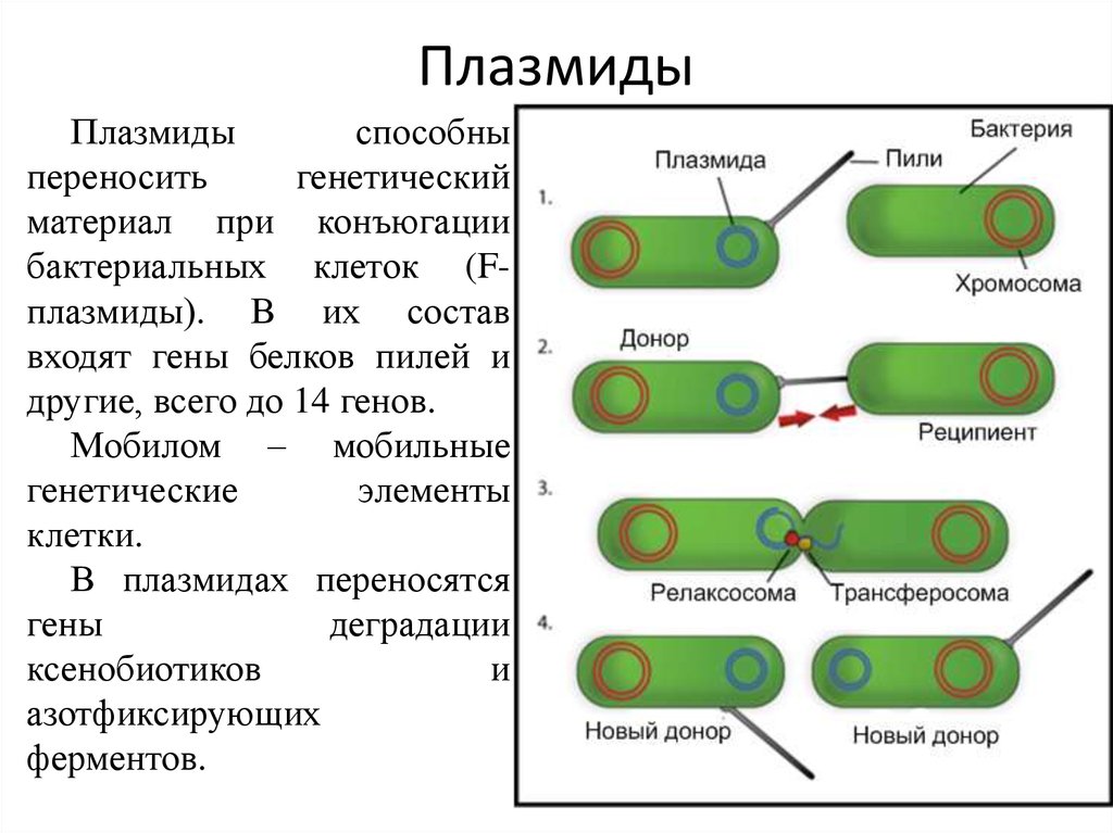 В клетках прокариот днк. Строение плазмид микробиология. Строение бактерии плазмида. Плазмиды прокариот. Строение бактериальной плазмиды.