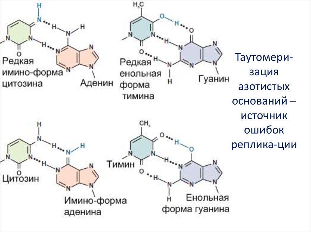 Четыре азотистых основания. Спаривание азотистых оснований. Таблица азотистых оснований. Азотистые основания прокариот. 4 Азотистых основания.