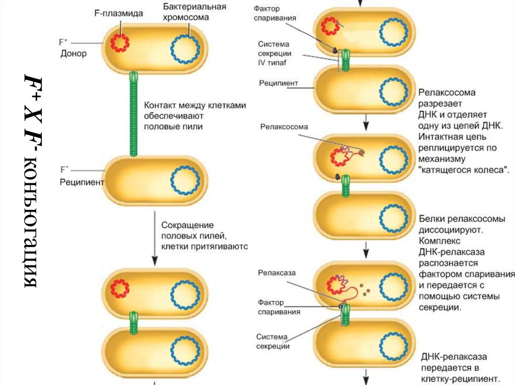 Вирус бактерия или плазмида несущая встроенный фрагмент. Конъюгация плазмид микробиология. Конъюгация HFR микробиология. Размножение бактерий конъюгация. Конъюгация прокариот схема.