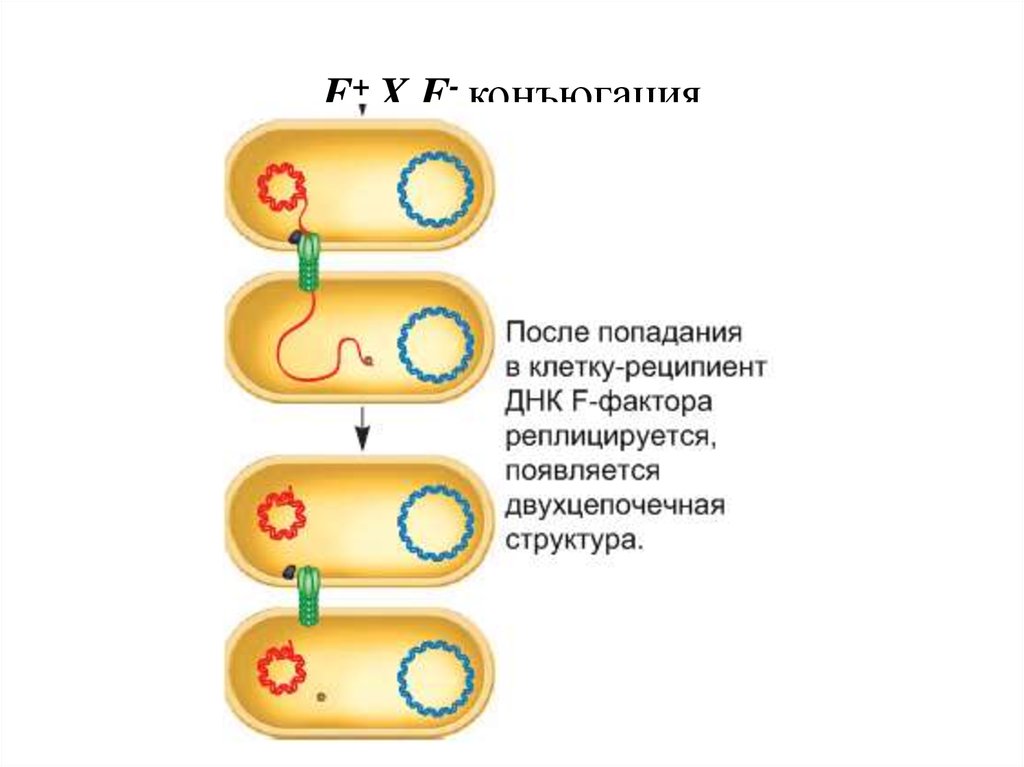 Деление клеток прокариот. Конъюгация бактерий схема. Конъюгация HFR микробиология. Конъюгация плазмид микробиология. Конъюгация f+ x f-.