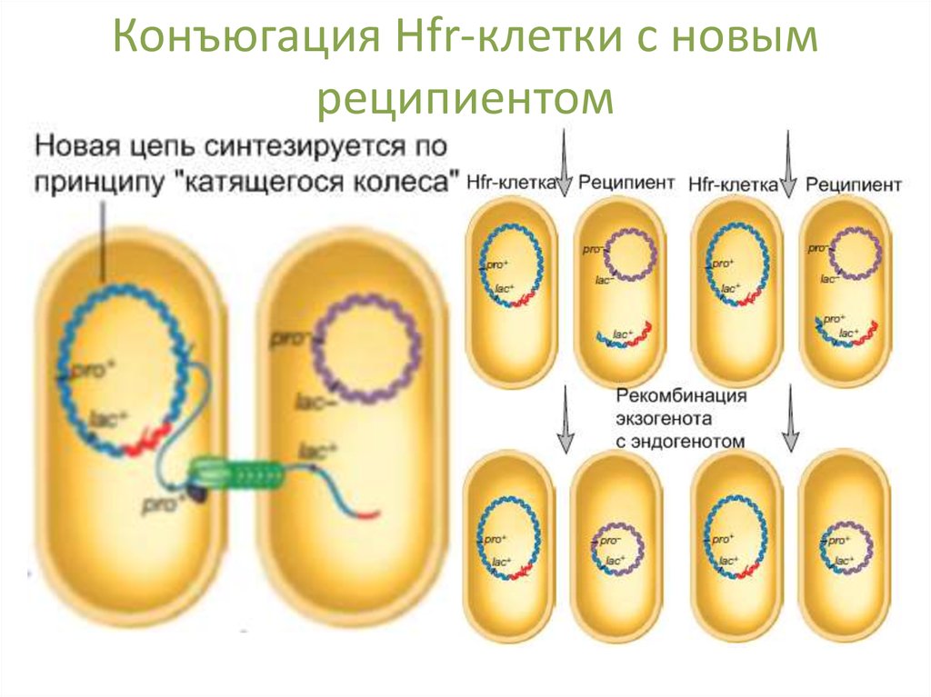 Бактерия донор