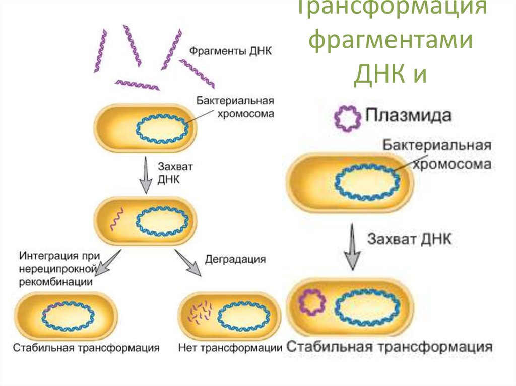 Схема формы изменчивости бактерий