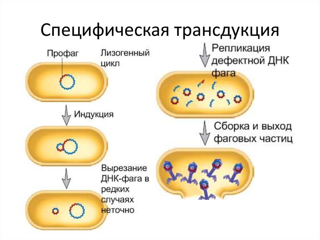 В клетках прокариот днк. Трансдукция у бактерий микробиология. Трансдукция микробиология этапы. Специфическая и неспецифическая трансдукция. Специфическая трансдукция у бактерий.