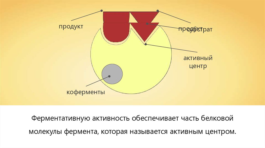 Активный центр молекулы фермента. Молекула фермента. Активный центр простого и сложного фермента. Что называется активным центром фермента. Строение ферментов апофермент кофермент активный центр.