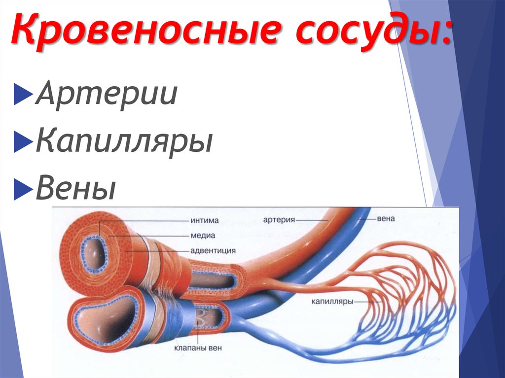 Где находится артерия и вены. Схема строения кровеносных капилляров. Строение кровеносных сосудов анатомия. Строение кровеносных сосудов вены. Строение артерий и вен анатомия.