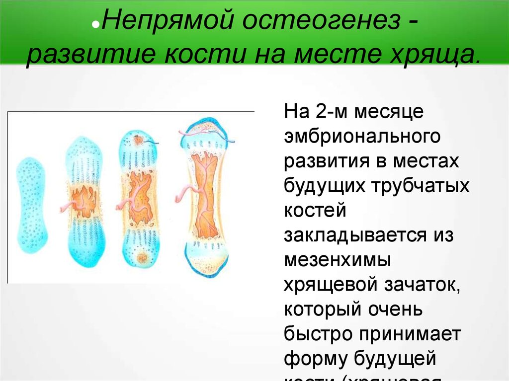 Непрямой остеогенез. Непрямой остеогенез схема. Основные этапы непрямого остеогенеза схема. Остеогенез прямой и непрямой схема. Развитие кости непрямой остеогистогенез.